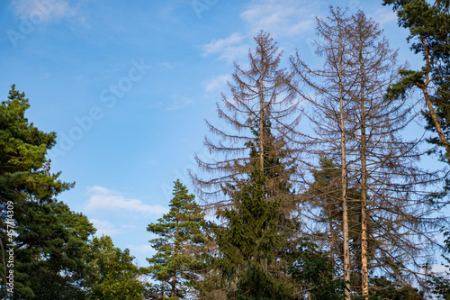 dead pine trees against sky