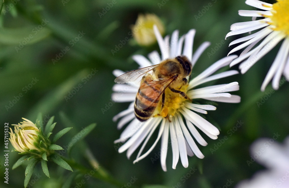 Biene auf einer Kleinblütigen Aster Biene auf einer Kleinblütigen Aster