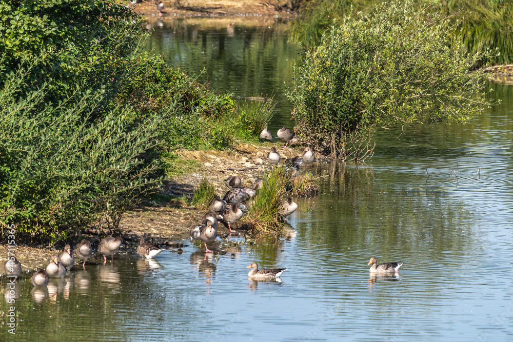 Grey Geese at lake Drachensee, Furth im Wald, bavarian forest