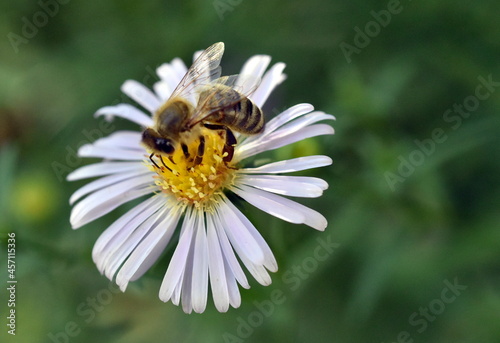 Biene auf einer Kleinblütigen Aster 