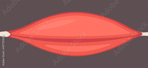 Human muscle tissue flat icon. Vector muscle anatomy isolated icon