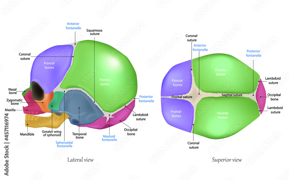 Vetor de Anatomy of the Newborn Skull. Cranial sutures and Fontanelle ... Biology Diagrams