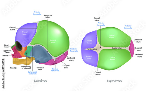 Anatomy of the Newborn Skull. Cranial sutures and Fontanelle. Lateral view and superior view
