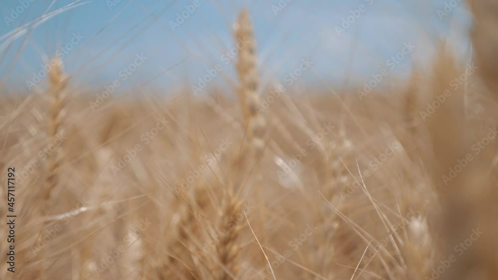 Rural landscape of wheat field on sunny summer day. Golden ears of wheat sway in wind in farm field. Golden wheat field and sunny day. Bright ripe cereal ears - yellow wheat against blue sky Rural landscape of wheat field on sunny summer day. Golden ears of wheat sway in wind in farm field. Golden wheat field and sunny day. Bright ripe cereal ears - yellow wheat against blue sky