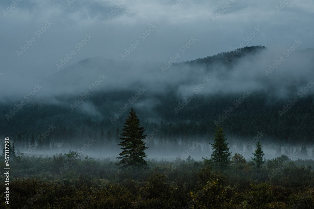 Evening landscape with fog, mountains and conifers