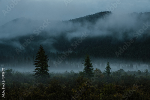 Evening landscape with fog, mountains and conifers