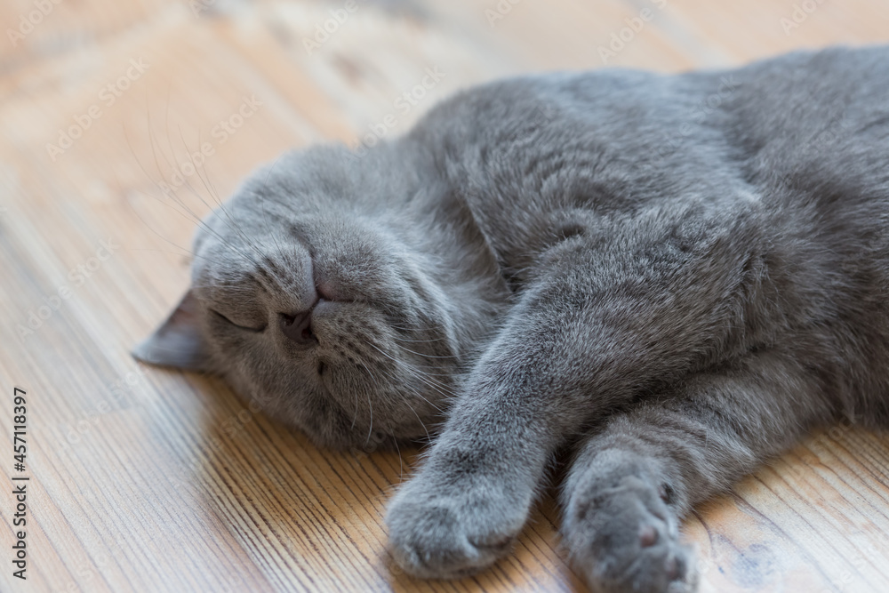 Młody kot brytyjski niebieski, śpiący na podłodze - obrazy, fototapety, plakaty 