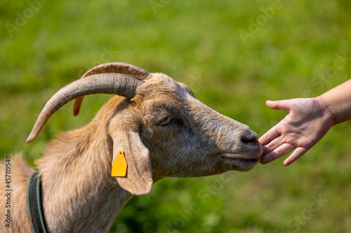 Fototapeta Naklejka Na Ścianę i Meble -  Domestic goat brown horned with a stripe around the neck and orange earrings in the ears. A child touches the goat's mouth with his hand - Warmia and Mazury, Poland
