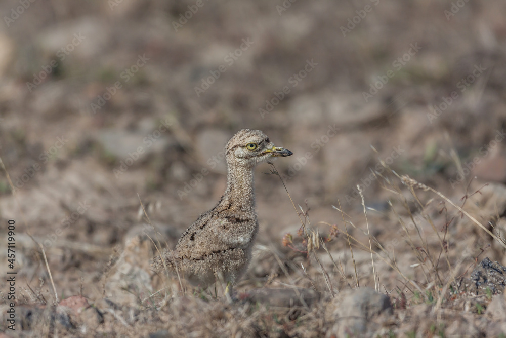 Young Eurasian stone curly (Burhinus oedicnemus) walking on the grass. Young Eurasian stone curly (Burhinus oedicnemus) walking on the grass.