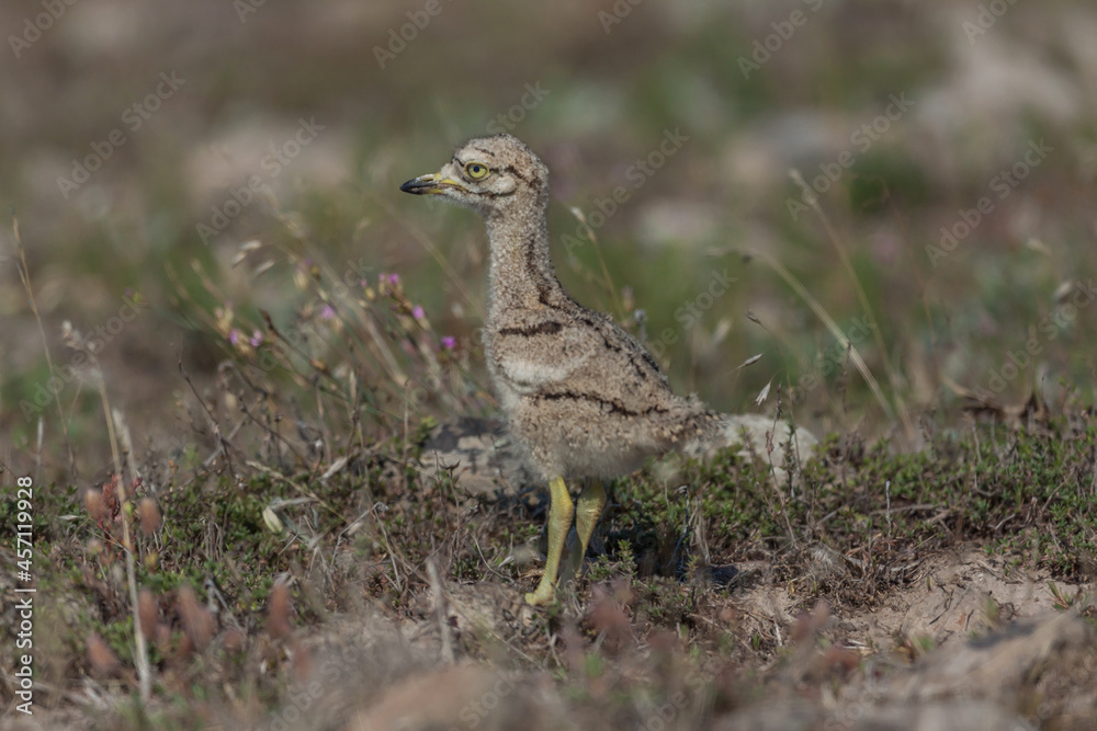 Young Eurasian stone curly (Burhinus oedicnemus) walking on the grass. Young Eurasian stone curly (Burhinus oedicnemus) walking on the grass.
