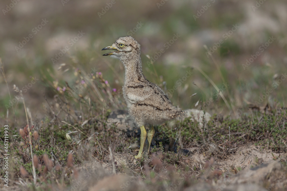Young Eurasian stone curly (Burhinus oedicnemus) walking on the grass. Young Eurasian stone curly (Burhinus oedicnemus) walking on the grass.