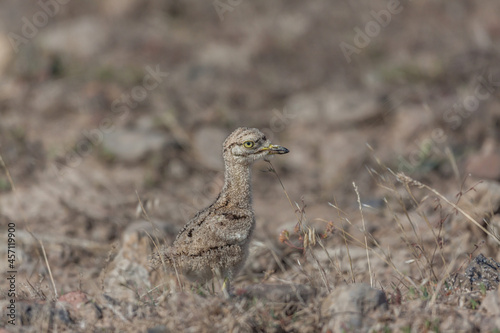 Young Eurasian stone curly  Burhinus oedicnemus  walking on the grass.