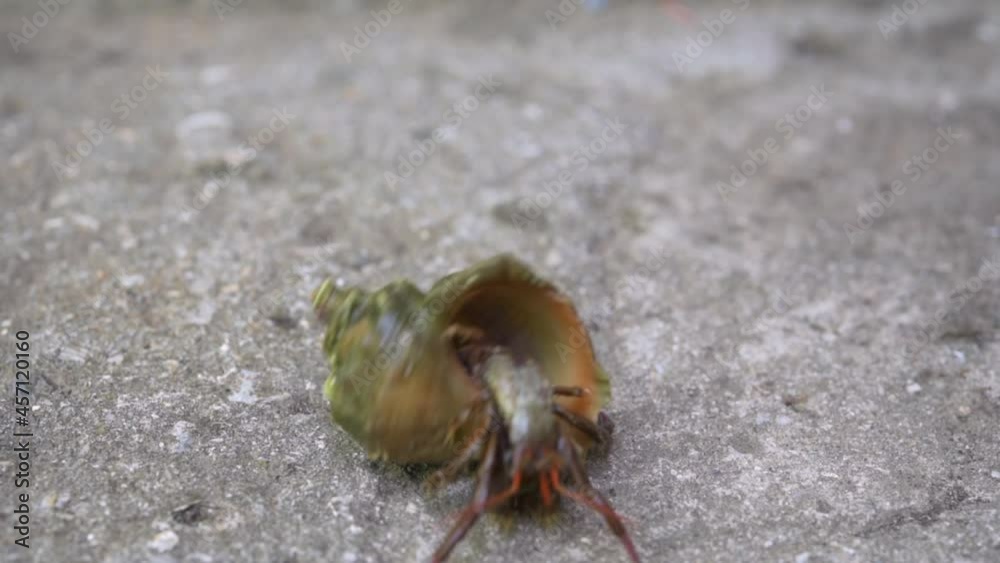 Hermit crab emerges from its shell close-up Hermit crab emerges from its shell close-up