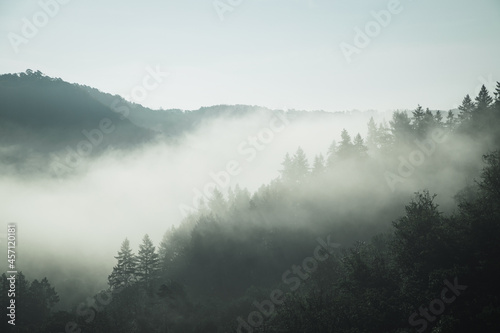 fog in the forest