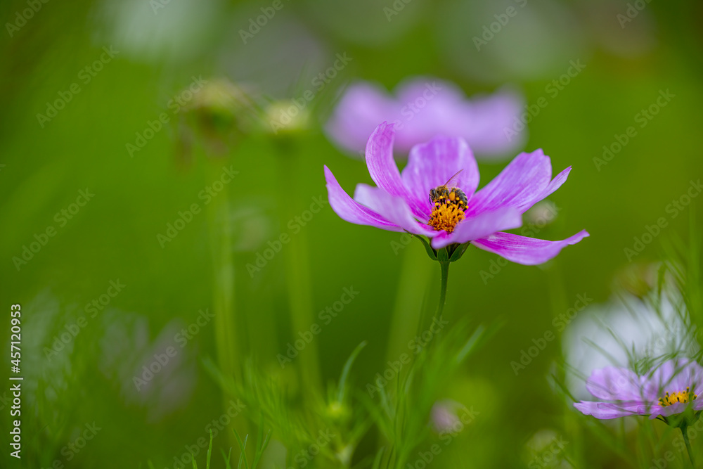 Kosmea - a pink ornamental garden flower on a green background, and on the flower a bee collects nectar and pollen. The petals are pink and the center is yellow. Kosmea - a pink ornamental garden flower on a green background, and on the flower a bee collects nectar and pollen. The petals are pink and the center is yellow.