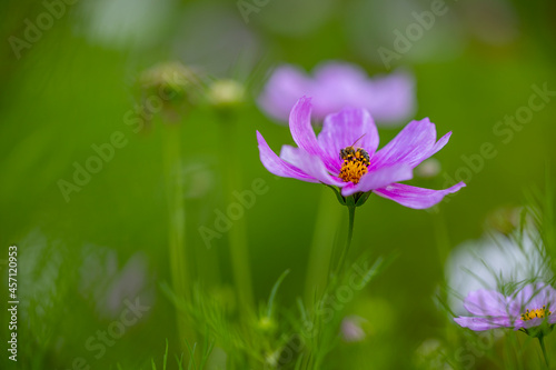 Kosmea - a pink ornamental garden flower on a green background, and on the flower a bee collects nectar and pollen. The petals are pink and the center is yellow.