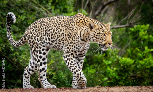 walking leopard. This is a nice photo of a leopard that is walking to some where. It was Taking in The Kruger park of South Africa © Gareth