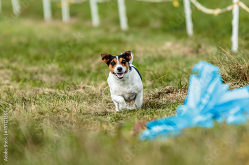 Jack russell terrier running on green grass at lure coursing competition