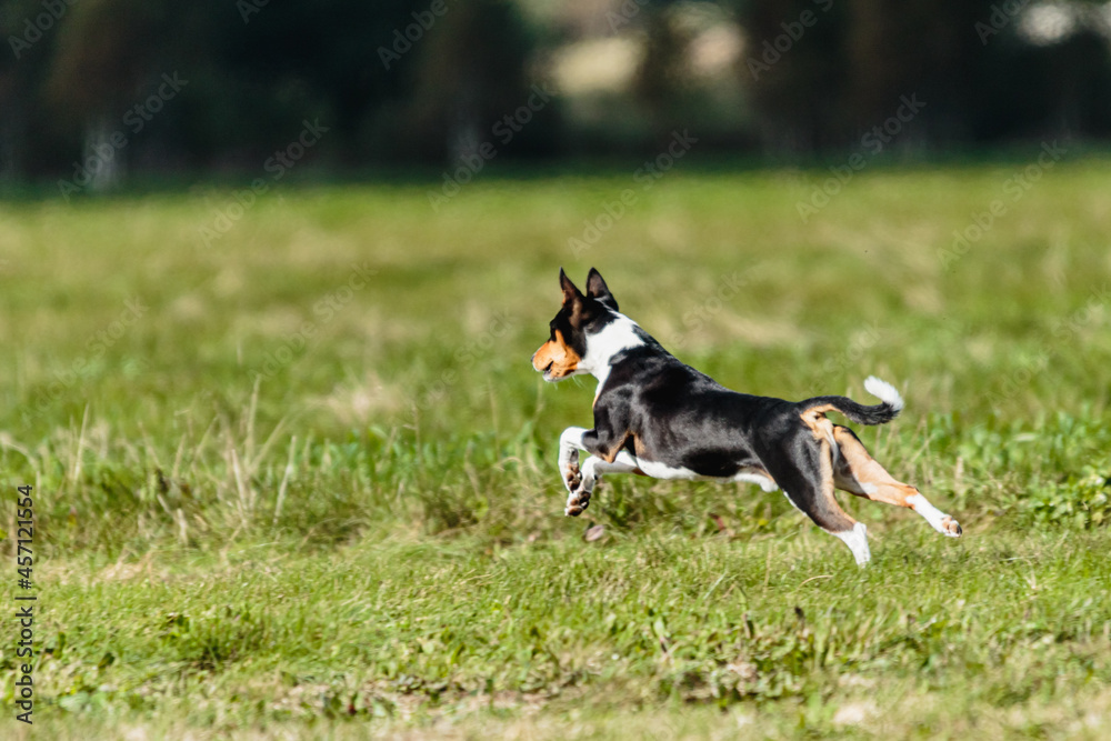 Basenji dog lure coursing competition on green field Basenji dog lure coursing competition on green field