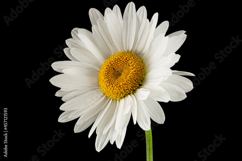 White flower of chamomile  lat. Matricaria  isolated on black background