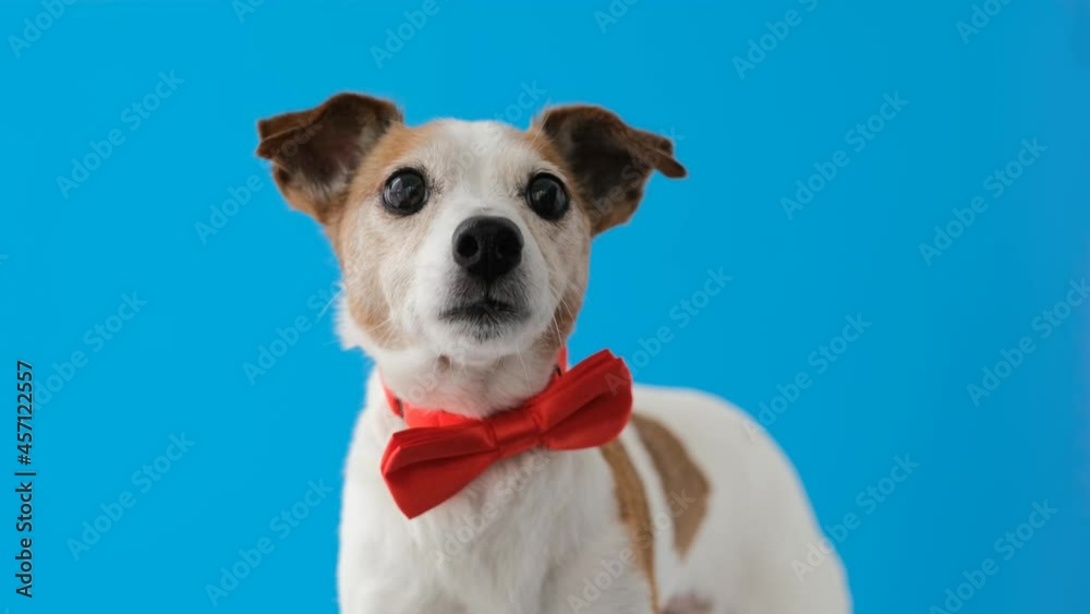 Pet with red bow tie looking up. Portrait breed of Jack Russell Terrier looks at object with interest funny on camera blue Background. Caring for pets. Animals Pet with red bow tie looking up. Portrait breed of Jack Russell Terrier looks at object with interest funny on camera blue Background. Caring for pets. Animals