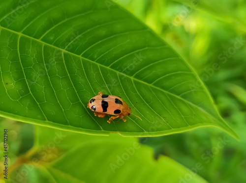ladybug on leaf
