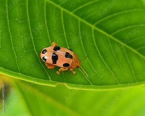 ladybird on leaf