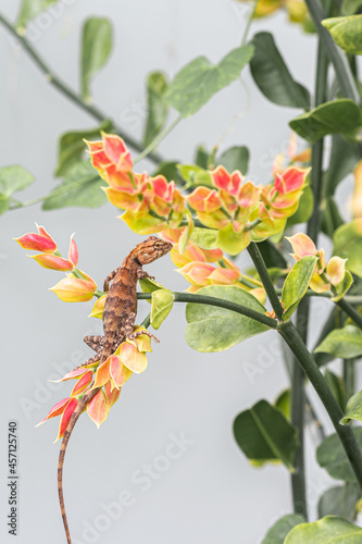 a branch on a branch bright red flowers
