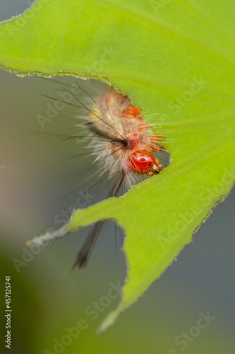 macro photography, caterpillars, eating lotus leaves, concave, pest