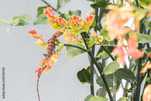 a branch on a branch bright red flowers