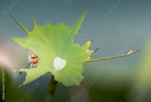 macro photography, caterpillars, eating lotus leaves, concave, pest