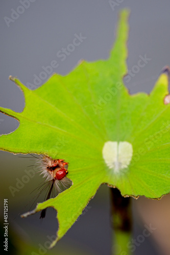 macro photography, caterpillars, eating lotus leaves, concave, pest