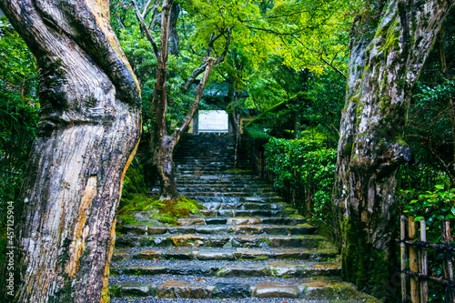 bridge in the forest