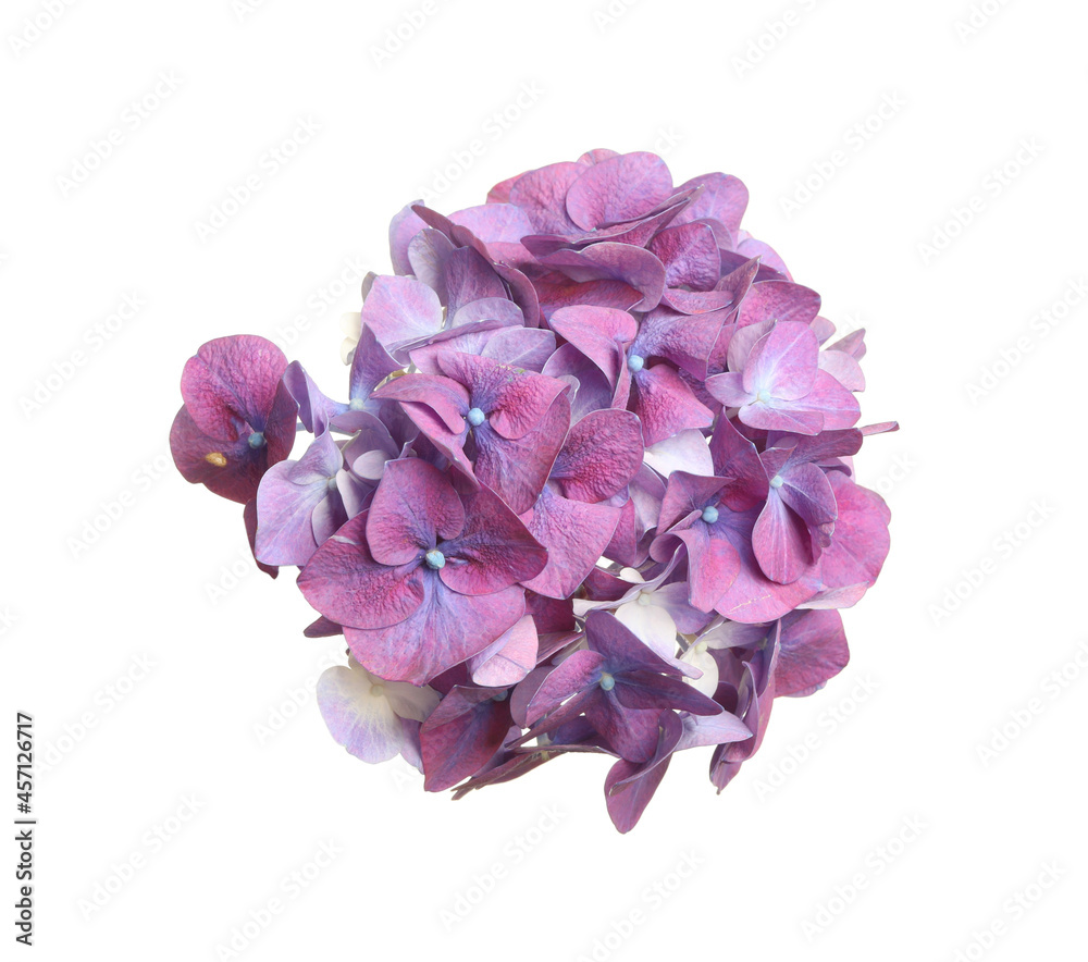 Beautiful violet hortensia flower isolated on white