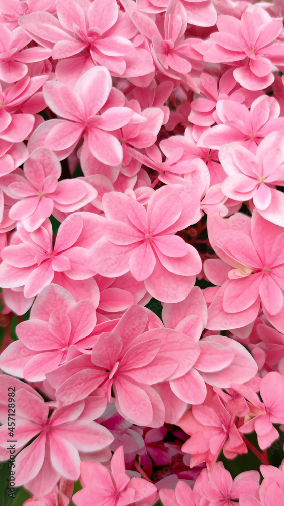 Defocused close up pink flower Bigleaf Hydrangea,or macrophylla,in garden.Outdoor floriculture concept of cottagecore.Planting hobby,vertical natural bush banner,blurred.Background design card, cover Defocused close up pink flower Bigleaf Hydrangea,or macrophylla,in garden.Outdoor floriculture concept of cottagecore.Planting hobby,vertical natural bush banner,blurred.Background design card, cover