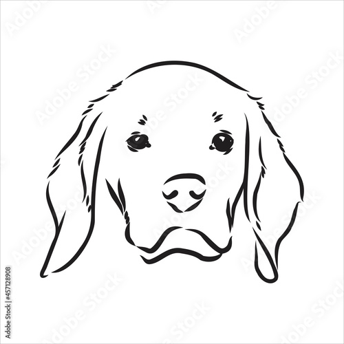 Outlined Beagle dog head. Vector illustration beagle dog is a simple vector sketch illustration