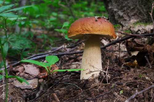 edible mushroom in the forest, tinted