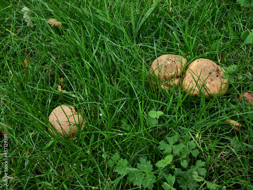 A group of Puff Balls growing on the woodland floor in North Yorkshire photo