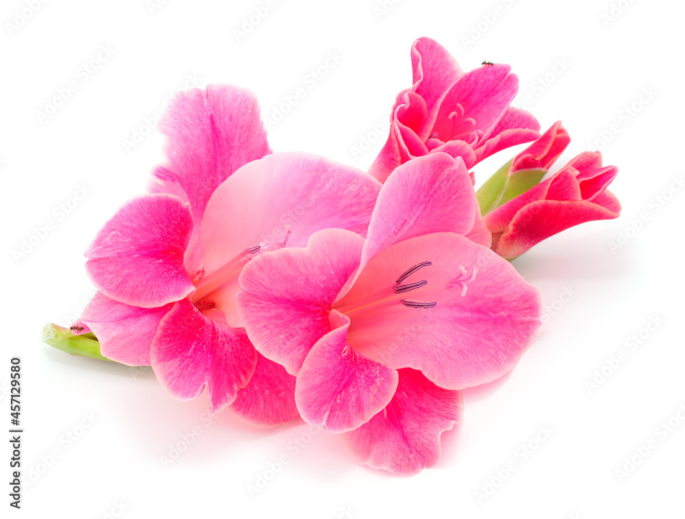Obraz premium Beautiful pink gladiolus flower. Blank of congratulatory card.