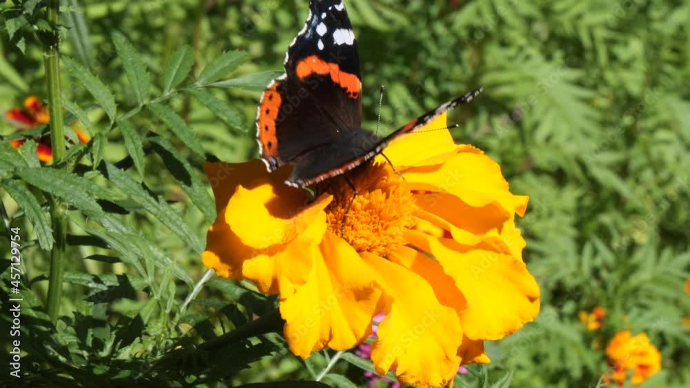 butterfly urticaria eats nectar on a flower butterfly urticaria eats nectar on a flower