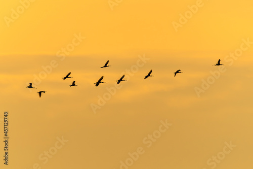 A flock of Eurasian Spoonbill or common spoonbill (Platalea leucorodia) in flight at sunset . Gelderland in the Netherlands. Isolated on a yellow background. 