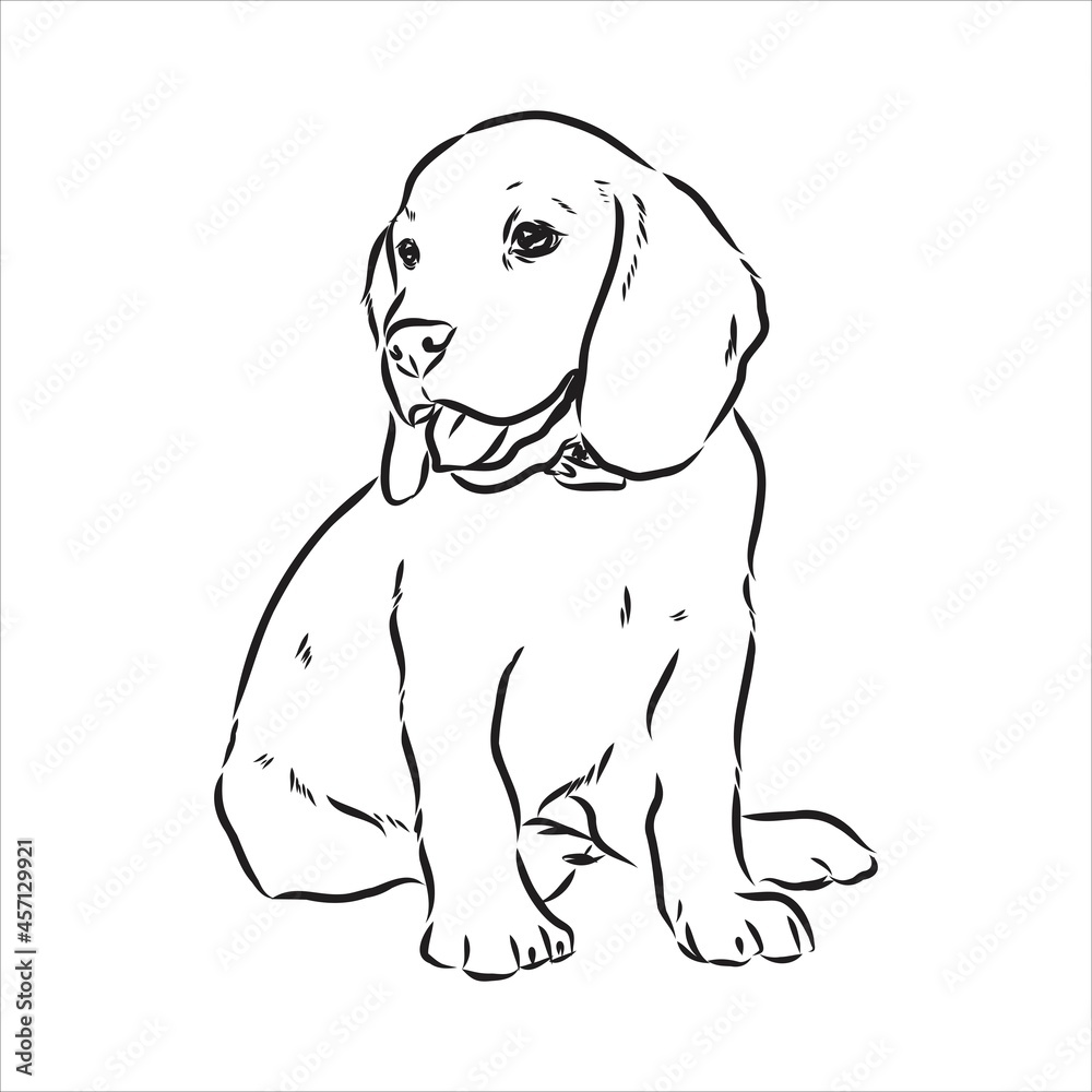 Fototapeta premium Outlined Beagle dog head. Vector illustration beagle dog is a simple vector sketch illustration