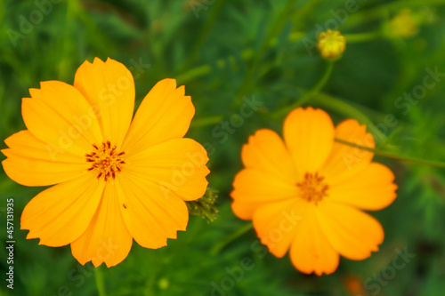 Beautiful yellow background flowers, close-up photography, there are 2 flowers in total.