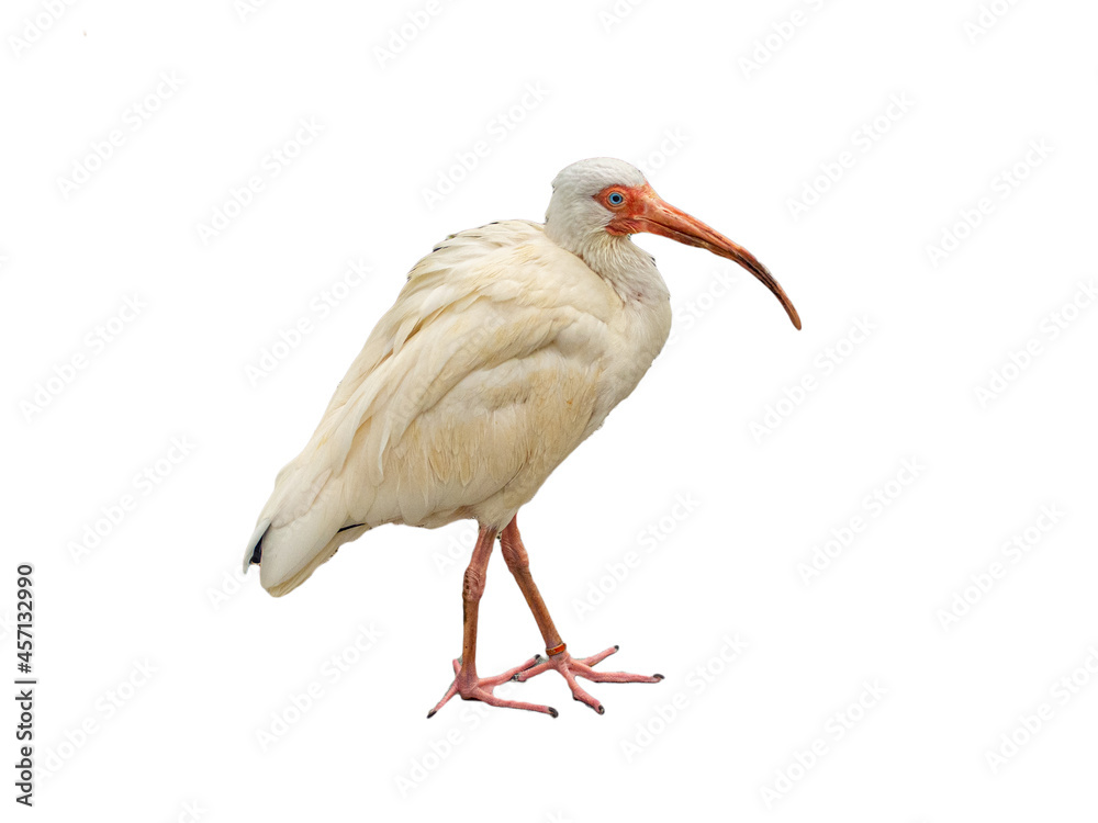 Fototapeta premium BIRD