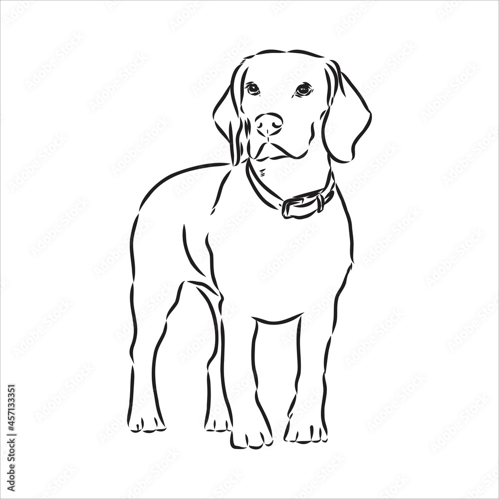 Fototapeta premium Outlined Beagle dog head. Vector illustration beagle dog is a simple vector sketch illustration
