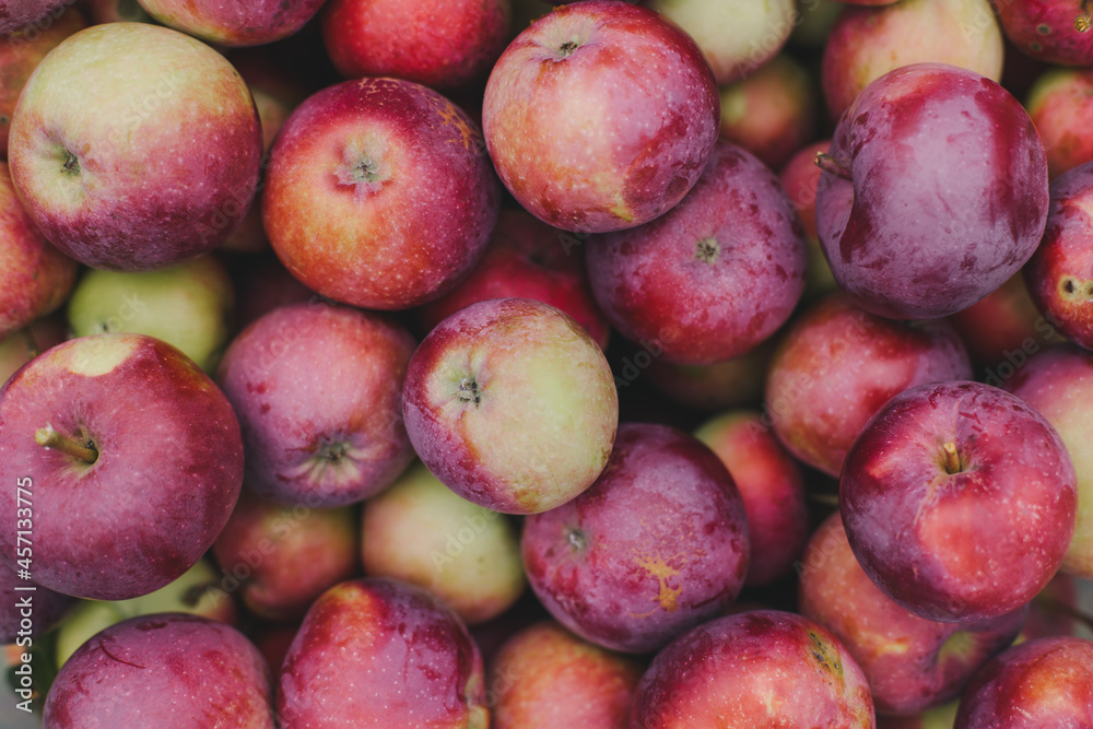 Farmer natural fresh red ripe apples. A bountiful rich harvest organic non-GMO. Beautiful food background. Lifestyle market products. Harvest festival in autumn. Thanksgiving Day. Wallpaper. Farmer natural fresh red ripe apples. A bountiful rich harvest organic non-GMO. Beautiful food background. Lifestyle market products. Harvest festival in autumn. Thanksgiving Day. Wallpaper.