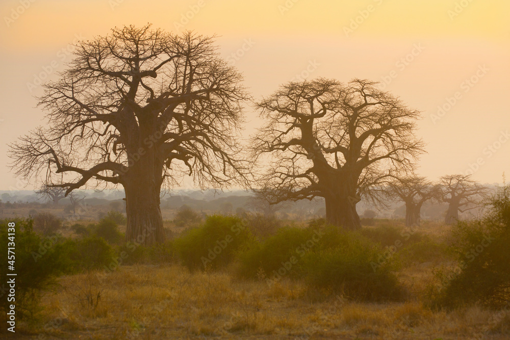 Adansonia digitata, the African baobab in the dry season. It is the most widespread tree species of the genus Adansonia, the baobabs, and is native to the African continent, enduring dry conditions.