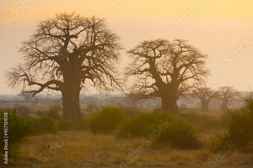 Adansonia digitata, the African baobab in the dry season. It is the most widespread tree species of the genus Adansonia, the baobabs, and is native to the African continent, enduring dry conditions.