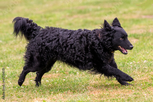Running Mudi dog