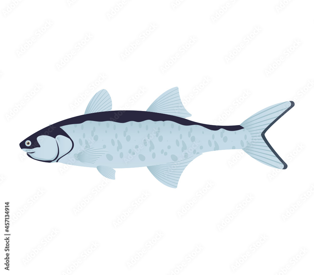 Fish Fish